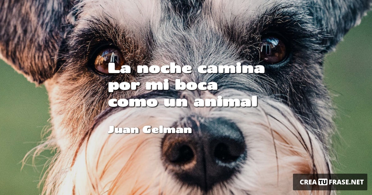 Frases de Animales - La noche camina por mi boca como un animal